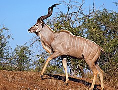 A greater kudu bull
