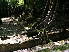 Ruins at Palenque enveloped by tropical rainforest vegetation