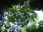 Canopy of Simarouba amara
