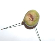 Dissected olive with larva
