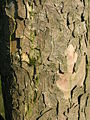 The typical appearance of Sycamore bark from an old tree.