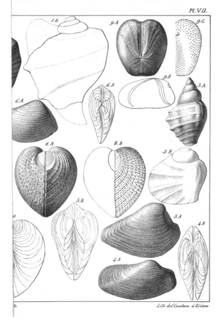 Sur les caractères zoologiques des formations, avec l'application de ces caractères à la détermination de quelques terrains de craie (1821), pl. VII[51]