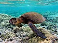 Image 10Green sea turtle (from Funafuti Conservation Area)