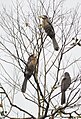 Hornbills at the Namdapha National Park