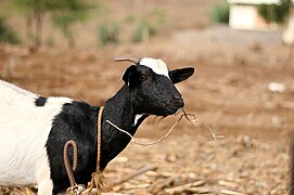 La chèvre se nourrit de peu, mais elle peut contribuer à la déforestation, voire à la désertification par surpâturage (ici au Cap-Vert).