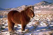Długowłosy czarny koń stoi w pokrytej śniegiem trawie z górami w tle