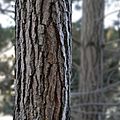 Rusca d'arbre (pin roge)