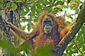 Jike wa orangutanu wa Tapanuli