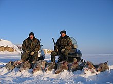 Two men with guns pose behind nine carcasses of hunted wolves