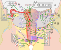 Female reproductive system numbered parts