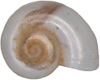 an apical view of a valvatiform white shell