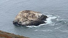 A large rock rising out of the ocean with marine life (primarily seals) on top of it