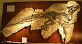 Resti fossili del Tethyshadros insularis scoperto presso il Villaggio del Pescatore.