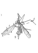 Tipula marioni 1937 Nicolas Théobald holotype éch. C48 x1,5; p144 pl. XI Insectes du Sannoisien du Gard.