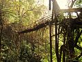 Gyvasis šaknų tiltas Meghalajoje, Indijoje