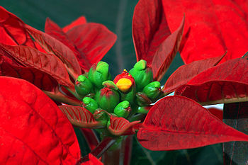 Pryšec nádherný (Euphorbia pulcherrima), známý jako vánoční hvězda, je rostlina z čeledi pryšcovitých, která pochází ze Střední Ameriky