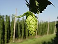 Image 37Hop cone grown in a hop field, Hallertau, Germany (from Brewing)