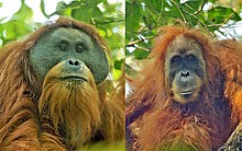 Potret kepala lan pundhak orangutan jaler lan estri tuwa