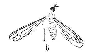 Tipula minima