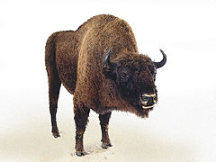 Art animalier d'après un bison naturalisé.