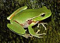 Image 24Leaf green tree frog