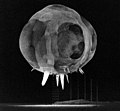 Image 22Operation Tumbler-Snapper, by Lawrence Livermore National Laboratory (from Wikipedia:Featured pictures/Sciences/Others)