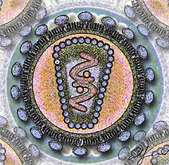 HI-viiruse ristlõike stiliseeritud kujutis