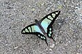 Glassy bluebottle (Graphium cloanthus)