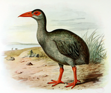Ilustracja przedstawiająca ptakiem o długiej szyi, długim i ostrym czerwonym dziobie, czerwonych nogach i stopach, piórach barwy od szarej po czarną i duża nagą połać czerwonej skóry wokół oka