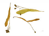 Capsule de Tilleul à petites feuilles