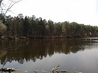 Лесной массив у озера