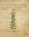 Pseudo-Apuleius Leiden 6. Jh. Herba artemisia monoclonos
