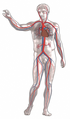 Blood circulation: Red = oxygenated, blue = deoxygenated