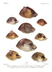 Illustration showing the profile of 9 lemur species from both Cheirogaleidae or Lepilemuridae, demonstrating the similarities in skull shape
