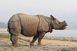 Indian rhinoceros (Rhinoceros unicornis) 4