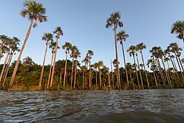 Palmės Rogagvado pakrantėse