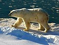 Urso-Polar, um carnívoro ameaçado pelo aquecimento global
