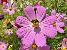 Photo of a honey bee on a flower