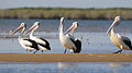 Some Australian pelicans at the mouth of the McArthur River