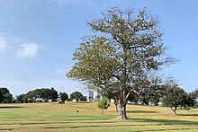 A long slopping grassy field with a single tree in the foreground and a mausoleum in the background.