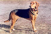 photo couleurs d'un chien de chasse à la robe noire et fauve.