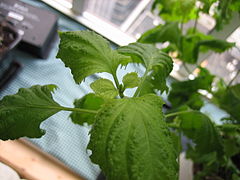 Green shiso as a potted plant