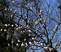 Baltųjų ibių būrys medyje, netoli Sent Džonso upės (Florida)