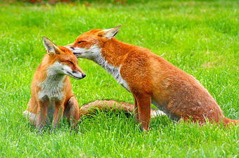 A pair of European red foxes