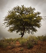 Senegalia Senegal (Kummat) tree in Jodhpur, Thadiya village