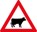 Cattle ahead