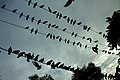 Pigeons on utility lines at twilight
