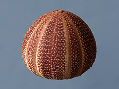 Test of an Echinus esculentus, a regular sea urchin