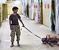 Image 48One of the photographs of the Abu Ghraib prison torture scandal: a naked prisoner being forced to crawl and bark like a dog on a leash. (from Nudity)
