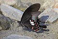 Red Helen (Papilio helenus)